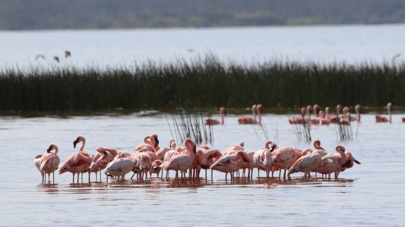 2-kena-Elementaita-lake